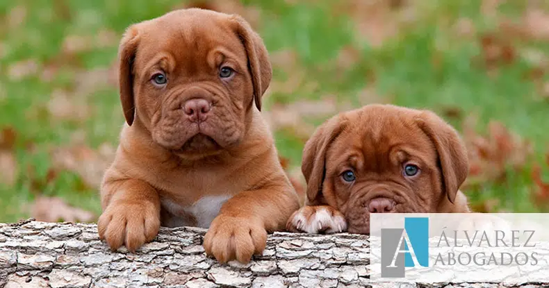 delitos abandono animales