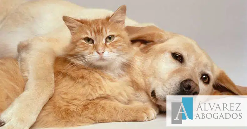 Negligencia custodia animales tenerife