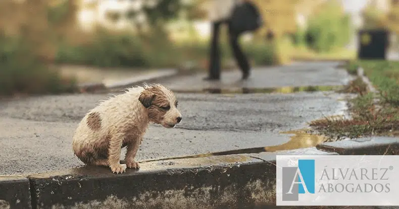 Delitos Maltrato Animal