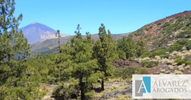 Delitos Medio Ambiente Tenerife
