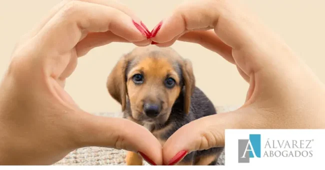 Responsabilidades legales Mascotas Tenerife