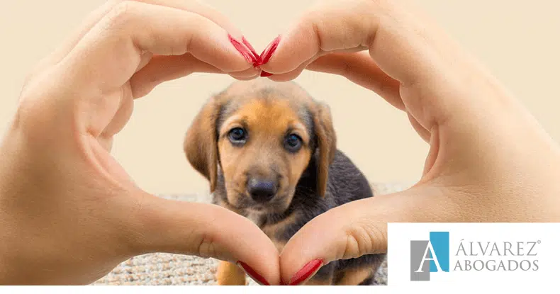 Responsabilidades legales Mascotas Tenerife