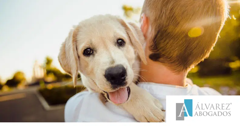 Ley de Bienestar Animal Tenerife