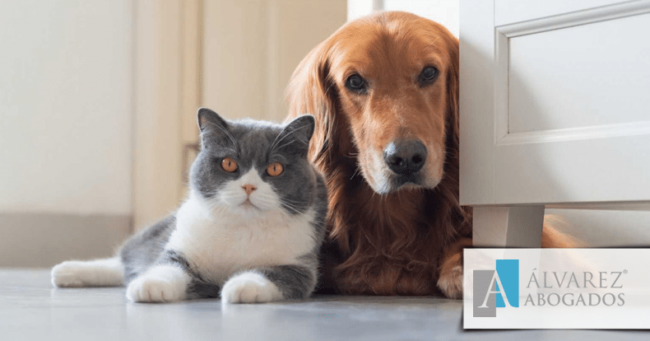 Ley de Bienestar Animal 2023