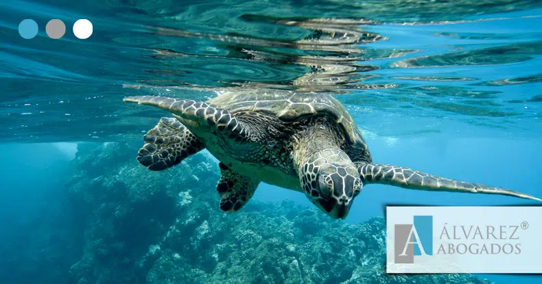 Delitos contra la flora, fauna y animales domésticos