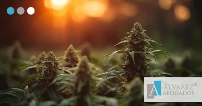 Drogas ilegales: el hachís y la marihuana