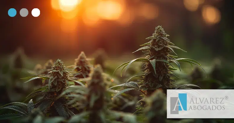 Drogas ilegales: el hachís y la marihuana