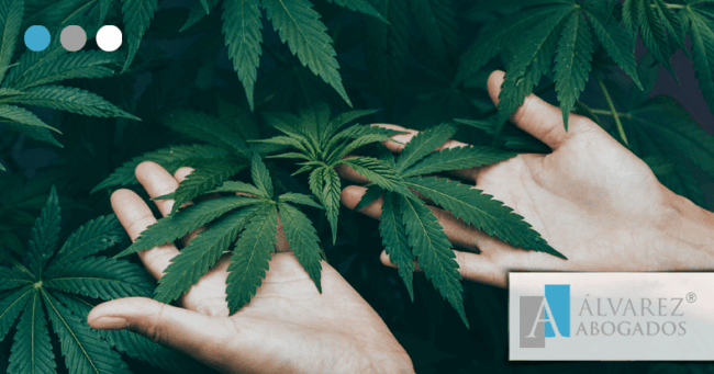 Cultivo de marihuana en casa